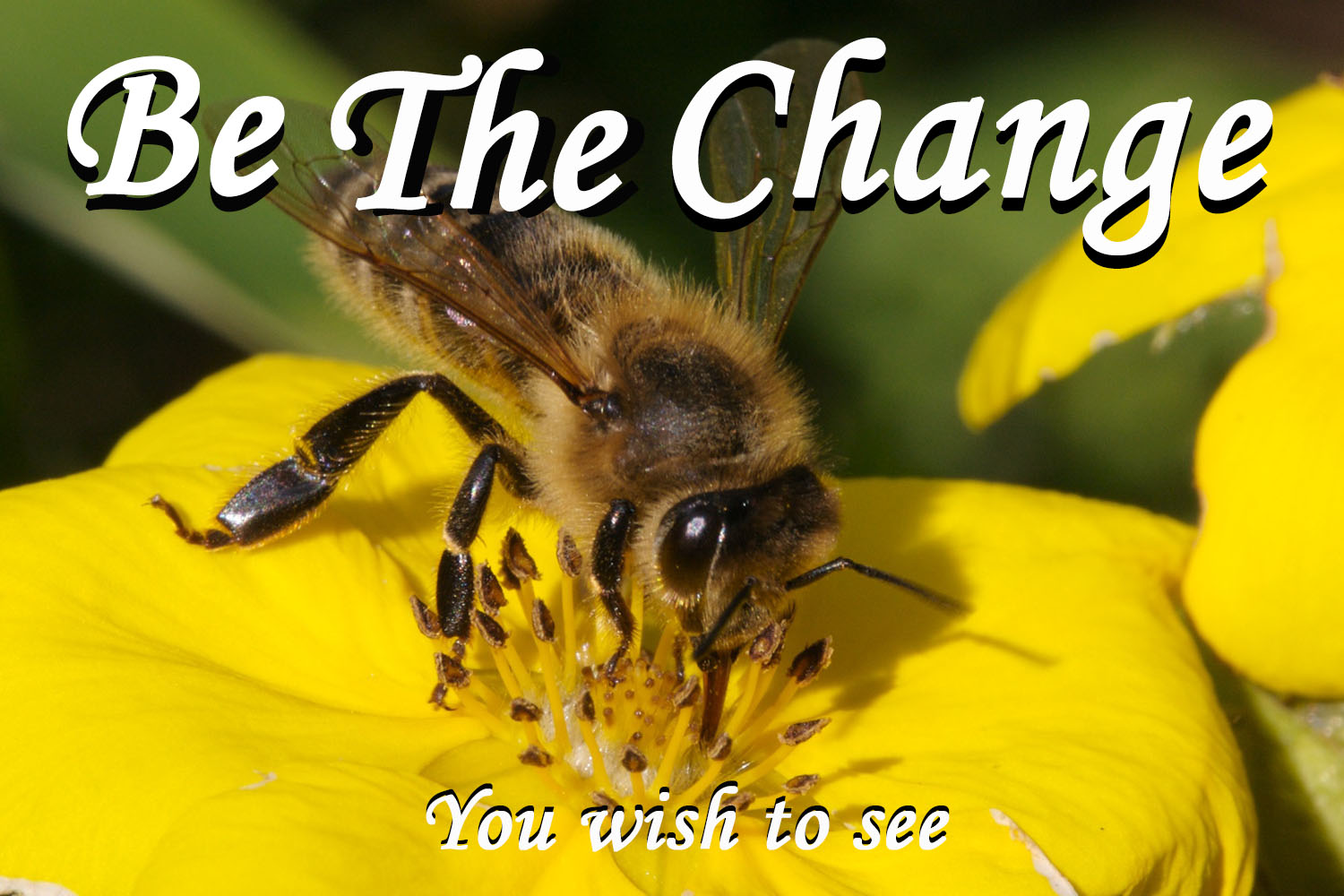 bee the change