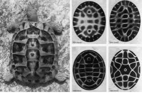 A turtle shell displays characteristics of cymatic influence